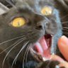 黒猫あさり's profile picture