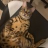 emongg's profile picture