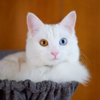 ロクサーヌ's profile picture