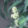 Фото профиля 幸せの!?