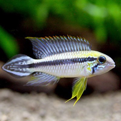 【熱帯魚・淡水魚】チャーム公式's profile picture