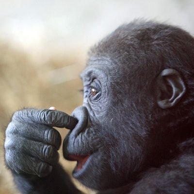 霊長類お兄さん's profile picture