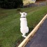 Trex profil fotoğrafı