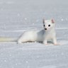 Snow Weasel's profile picture