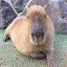 Фото профиля アネモネ男爵