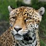 Profilbild von Leopardo