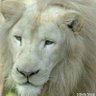 Rehan Ahmad's profile picture