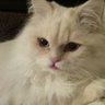 Gigi Cobbe's profile picture