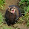 The Polecat's profile picture