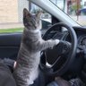 Toonces (howey_feelin) profil fotoğrafı