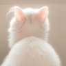 あひる's profile picture