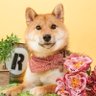 柴犬・おこげちゃん【Shiba Inu"Okoge"】's profile picture