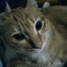 Juntzu's profile picture