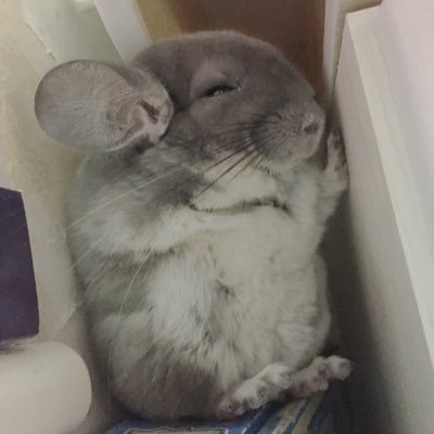 ♡しょこちーた♡'s profile picture