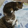 とよ すず profil fotoğrafı
