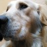 Henryk profil fotoğrafı