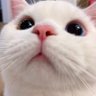 Profilbild von raaraa