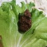 çiğbirköfte's profile picture