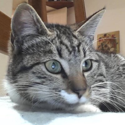 DelavegaPepita's profile picture