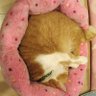 りんた 的头像