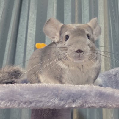 Seoul's profile picture