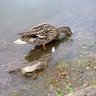 Фото профиля CazBird
