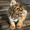 ペン profil fotoğrafı