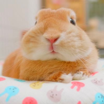 うさぎの麦ちゃんねる's profile picture