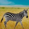 Lifeking_Amazing's profile picture