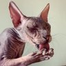 Маркиз де Огород's profile picture