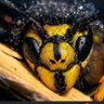 Фото профиля Francis Garcia