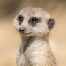 Фото профиля Runaway Meerkat