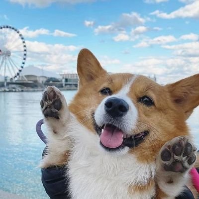 favcorgi_usa's profile picture