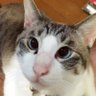 Hiroao16 profil fotoğrafı