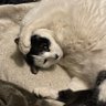 522のネコにき🇯🇵 的头像