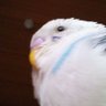 VirgoAB(乙女座AB型) profil fotoğrafı
