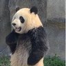 midorinokaiju's profile picture
