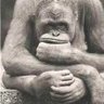 Profilbild von Bogey Ursule