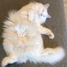 倉田真由美 profil fotoğrafı
