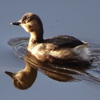 Bwarropics's profile picture