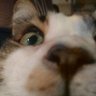 Profilbild von KirbyTwister
