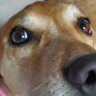The Judgmental Dog's profile picture