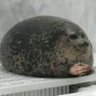 Pathetic_Seal 的头像