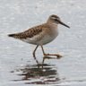 Socratic Sandpiper profil fotoğrafı