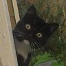 VioletHobGoblin262's profile picture