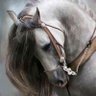Фото профиля 🏳️🌈🌼🐎💞 Firefly 💞🌻🇺🇦
