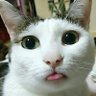 ねこまんま 的头像