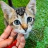 PaijoAe's profile picture