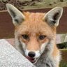 Paulene Grant's profile picture