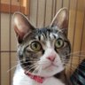 JF9NTF/いしかわKT40's profile picture
